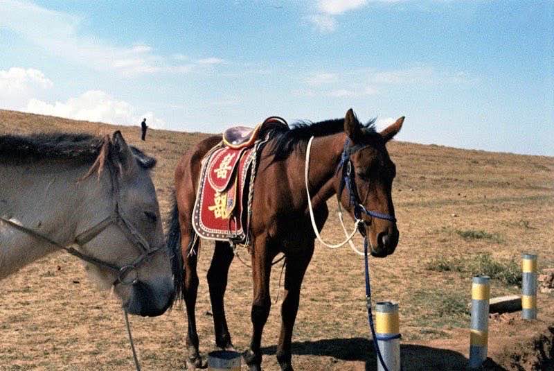 Reithelm mit Glitzer-Effekt